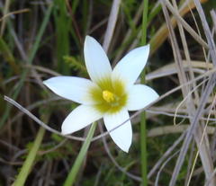Romulea flava viridiflora