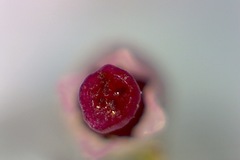 Erica hispidula hispidula