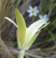 Romulea flava viridiflora