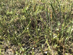 Alopecurus pratensis