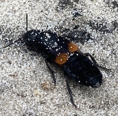 Platydracus fossator