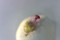 Erica hispidula hispidula