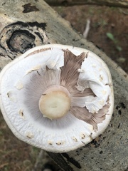 Agaricus didymus