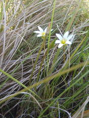 Romulea flava viridiflora
