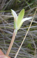 Romulea flava viridiflora