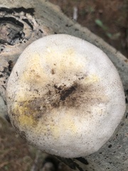 Agaricus didymus