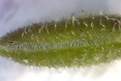 Erica hispidula hispidula