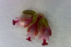 Erica hispidula hispidula