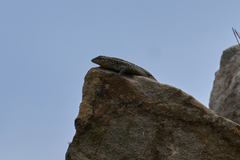 Sceloporus siniferus