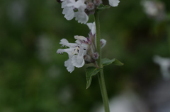Nepeta nepetella