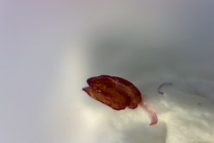 Erica hispidula hispidula