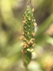 Alopecurus pratensis