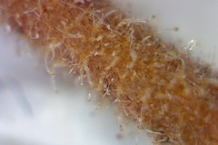 Erica hispidula hispidula