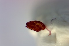 Erica hispidula hispidula