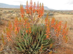 Aloe falcata