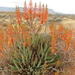 Vanrhynsdorp Aloe - Photo (c) Nick Helme, some rights reserved (CC BY-SA), uploaded by Nick Helme