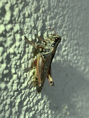 Melanoplus