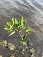 Rhizophora mangle image