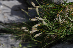 Silene ciliata