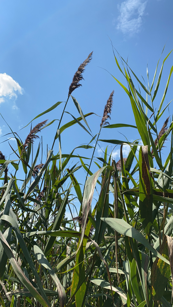 European reed from Ann Arbor on August 26, 2021 at 02:53 PM by cetus_kd ...