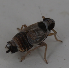 Hyledelphax elegantula