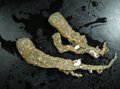 Polyclinidae