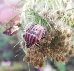 Graphosoma italicum italicum