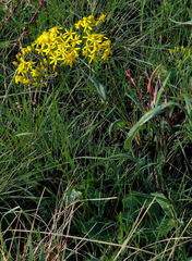 Senecio bupleuroides