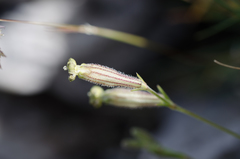 Silene ciliata