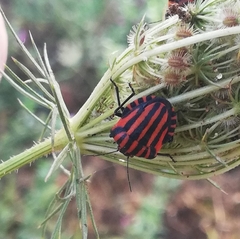 Graphosoma italicum italicum