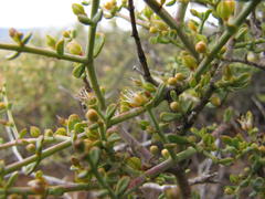 Tetraena chrysopteros