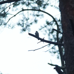 Ficedula hypoleuca
