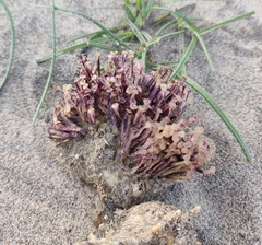 Rapaninae