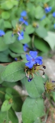 Ceratostigma plumbaginoides