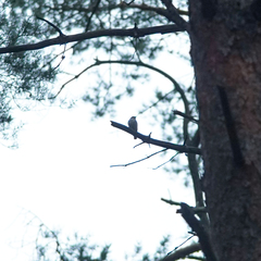 Ficedula hypoleuca
