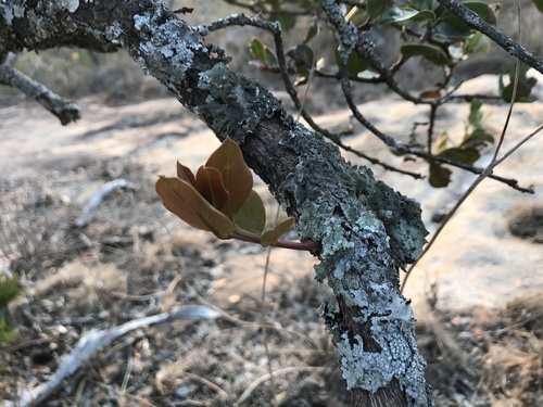 African Boxwood (Acokanthera schimperi)