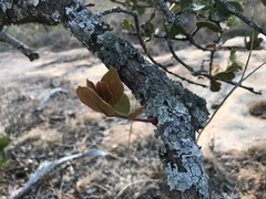 Round-leaved Bush (Acokanthera rotundata)