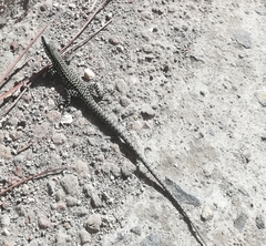 Podarcis muralis