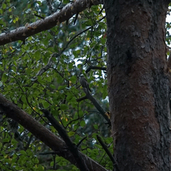 Ficedula hypoleuca