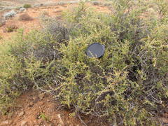 Tetraena chrysopteros