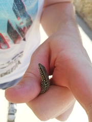 Podarcis muralis