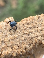 Pentatomoidea