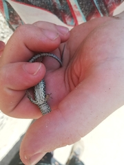 Podarcis muralis