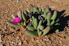 Argyroderma fissum