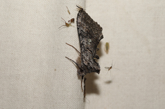 Syngrapha viridisigma