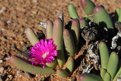 Argyroderma fissum