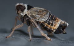 Hyledelphax elegantula