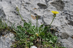 Crepis albida