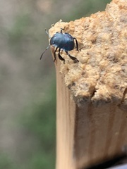 Pentatomoidea