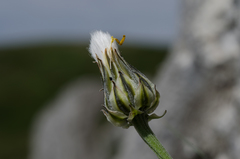 Crepis albida